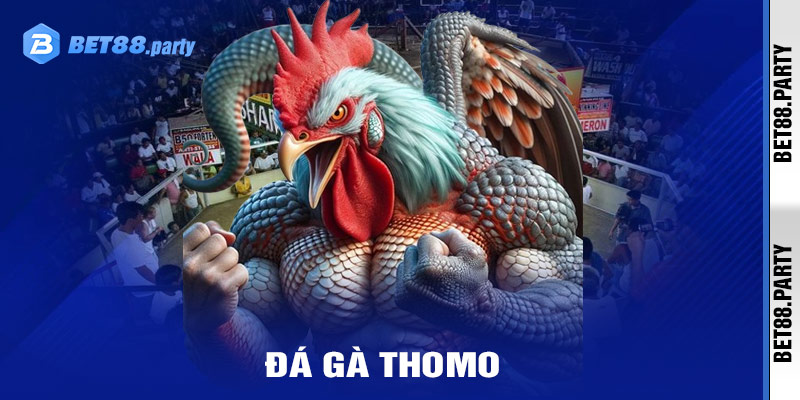 Đá gà Thomo - Nét đẹp văn hóa trong cá cược